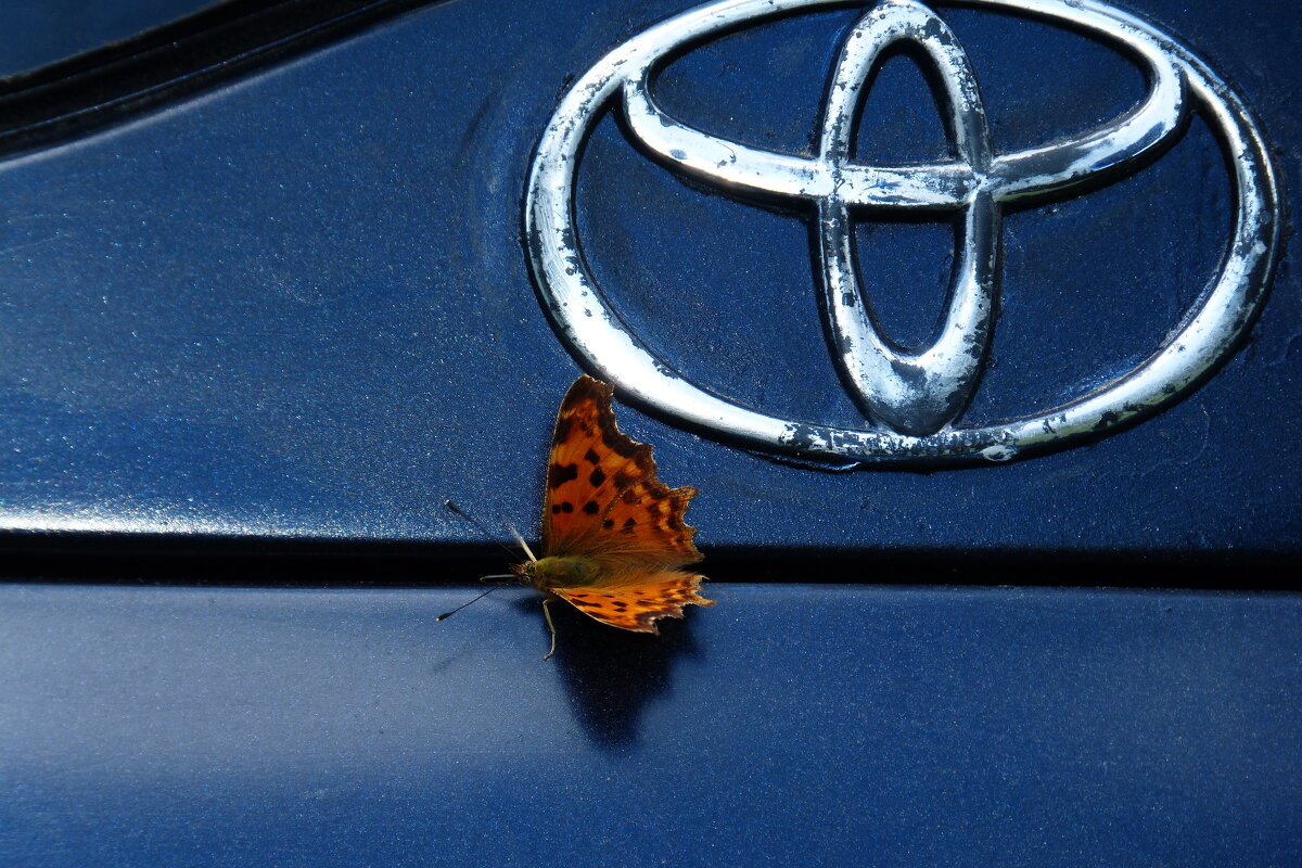 бабочки обживают моё авто...7 - Александр Прокудин