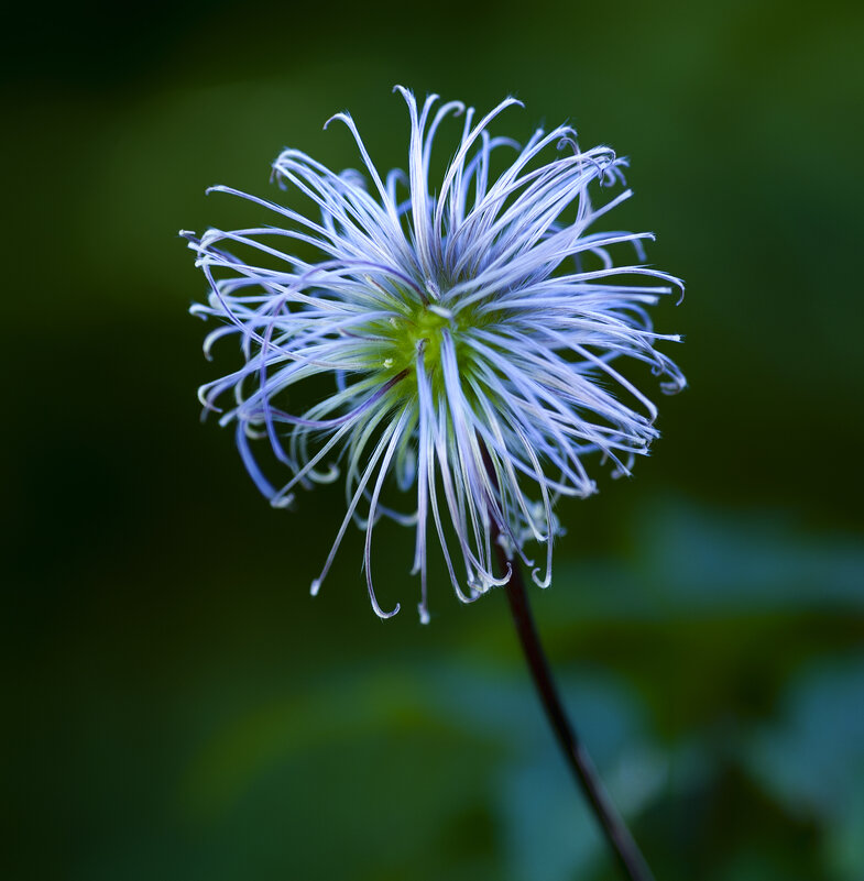 after flowering - Zinovi Seniak