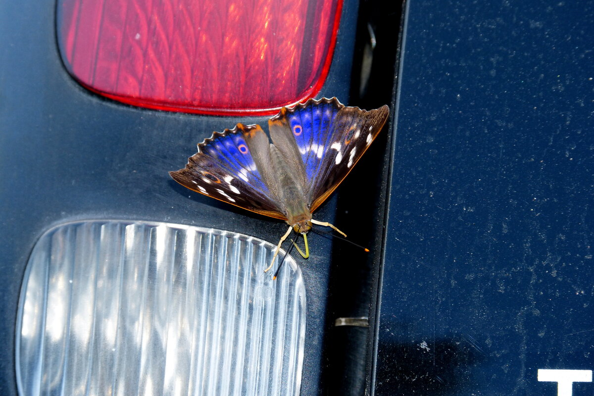 бабочки обживают моё авто...12 - Александр Прокудин