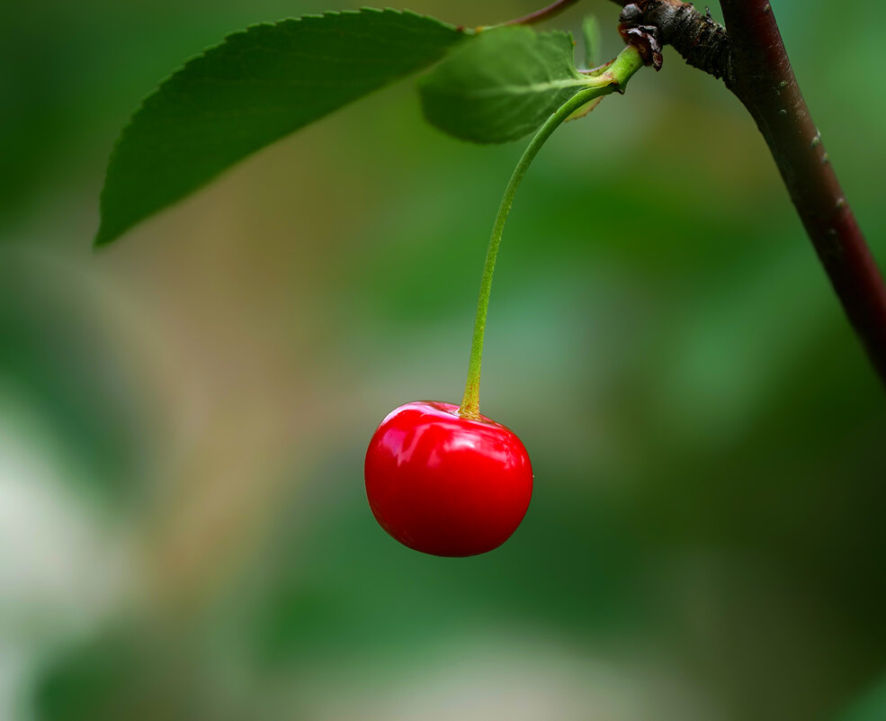 cherry - Zinovi Seniak