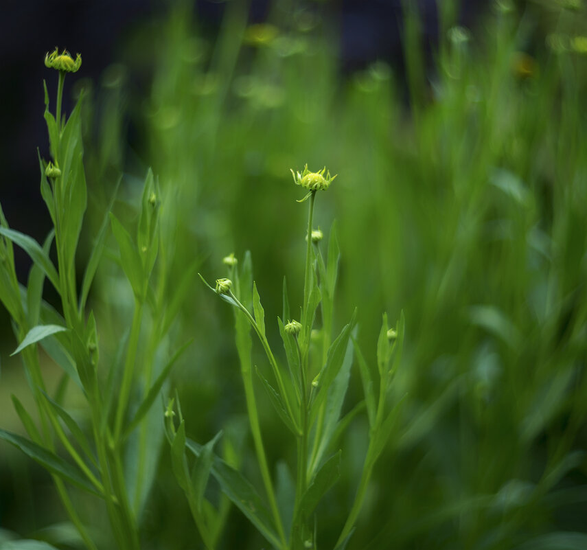 buds - Zinovi Seniak