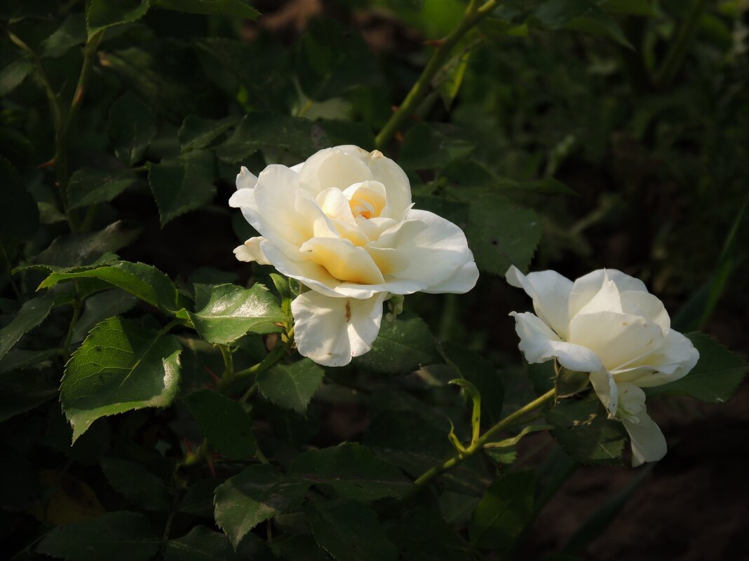 Белые розы - Вячеслав Маслов