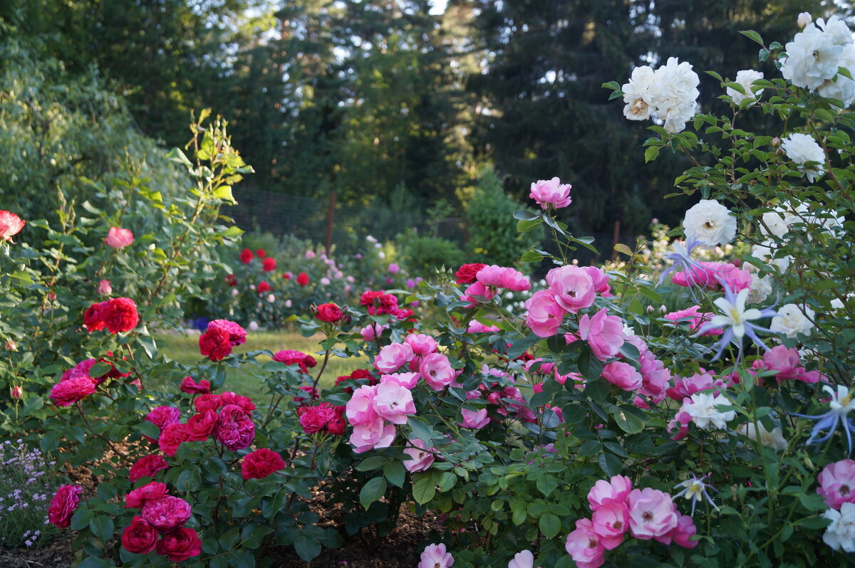 Розовый сад - lenrouz 