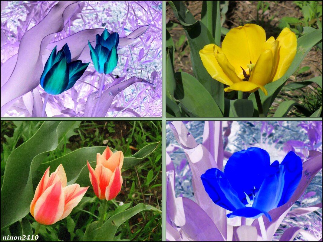 Разноцветные тюльпаны - Нина Бутко