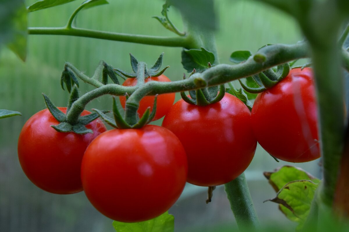 зреют томаты - vg154 
