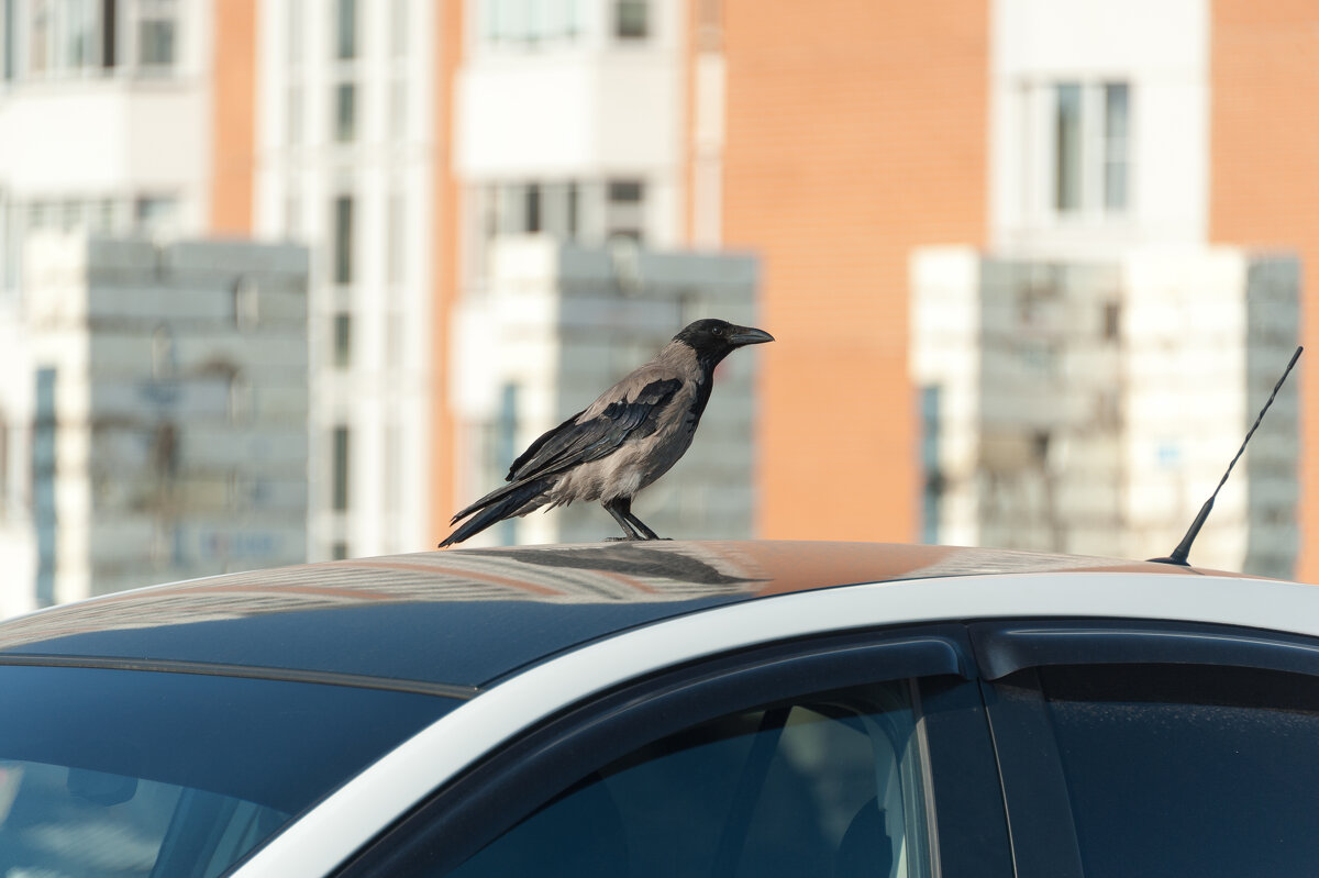 Птицы на крыше автомобиля
