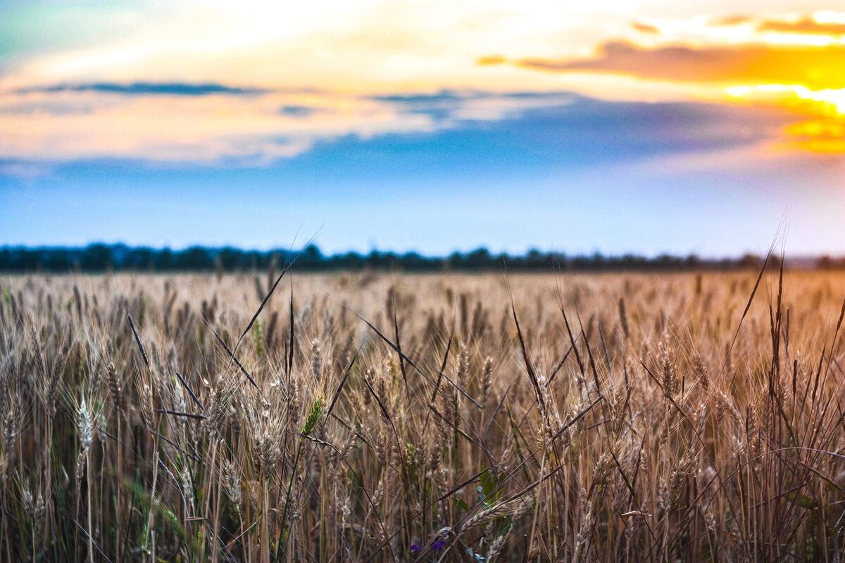 пшеница - Гонорий Голопупенко