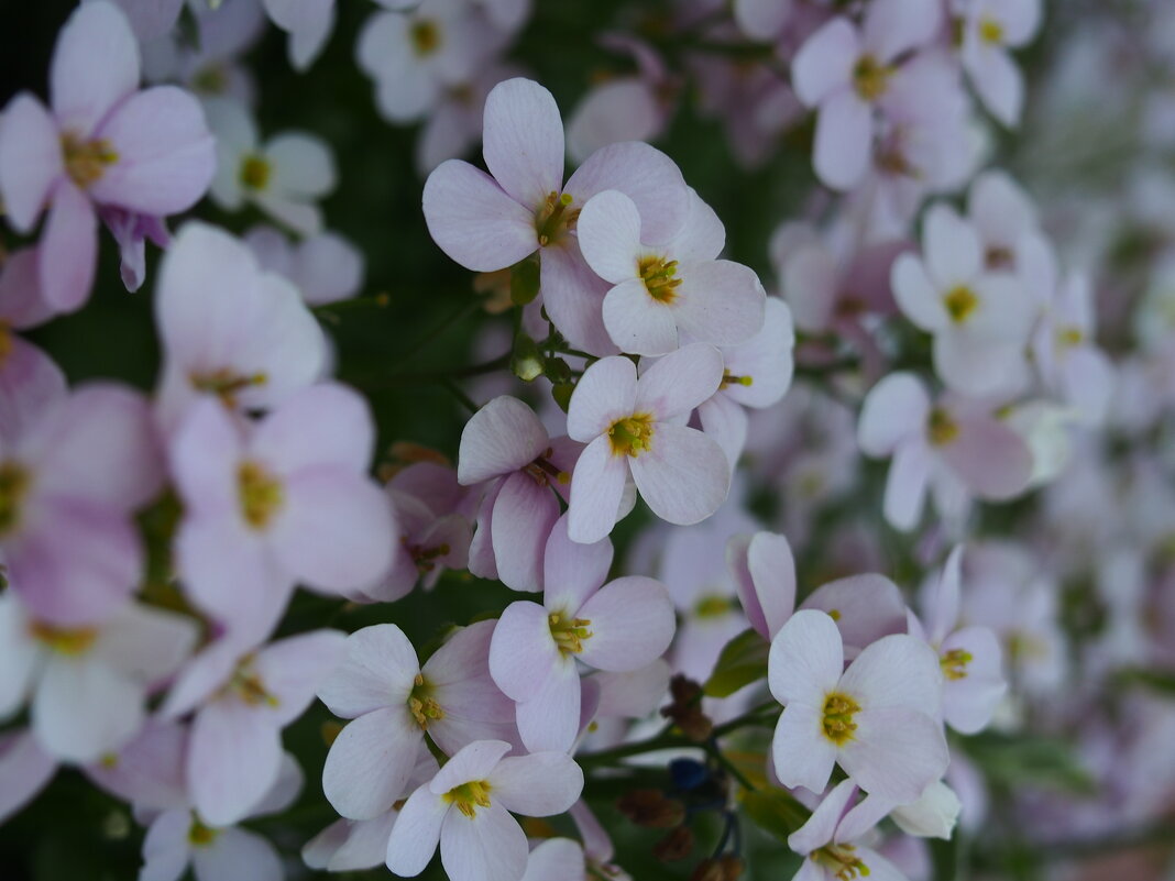 flower - оленька 