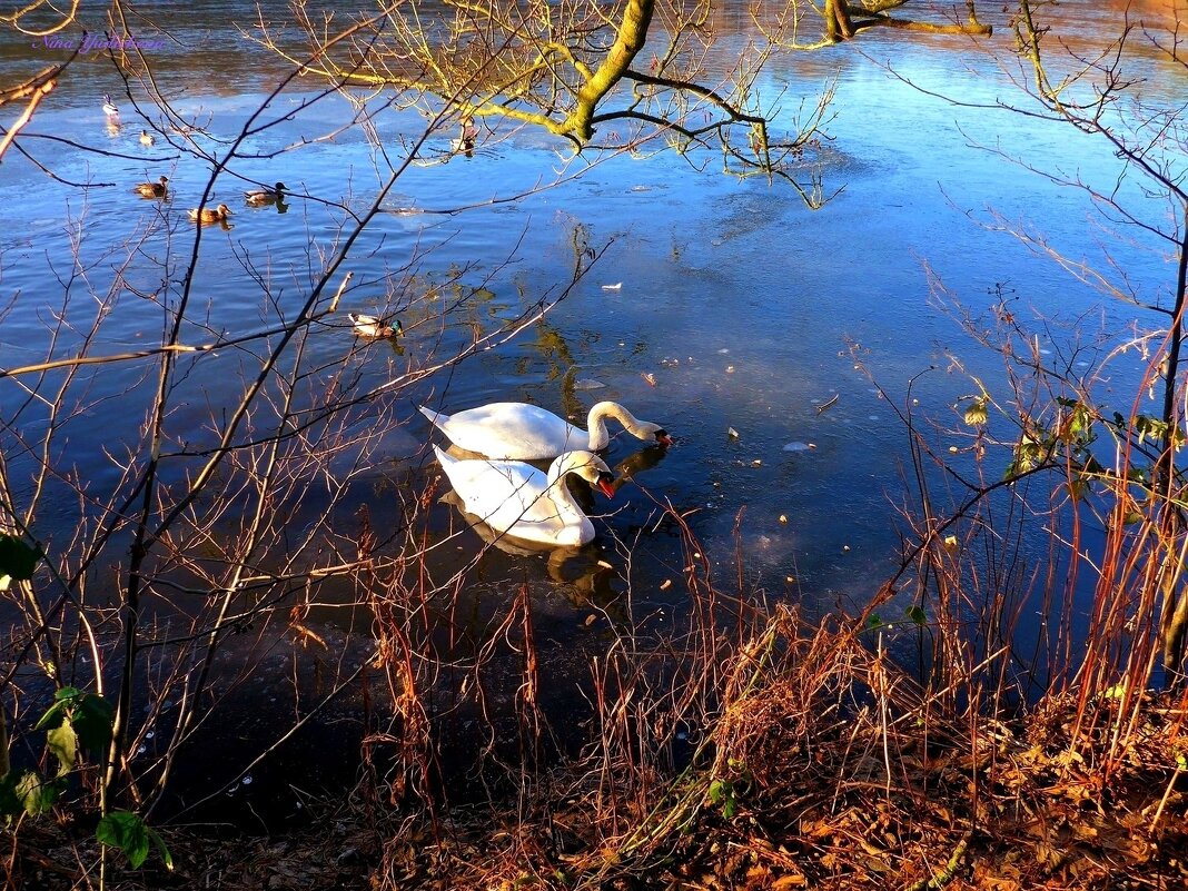 На зимнем озере - Nina Yudicheva