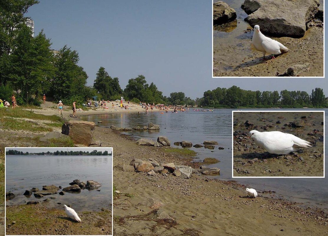 Одинокий белоснежный красавец-голубок на окраине пляжа... - Тамара Бедай 