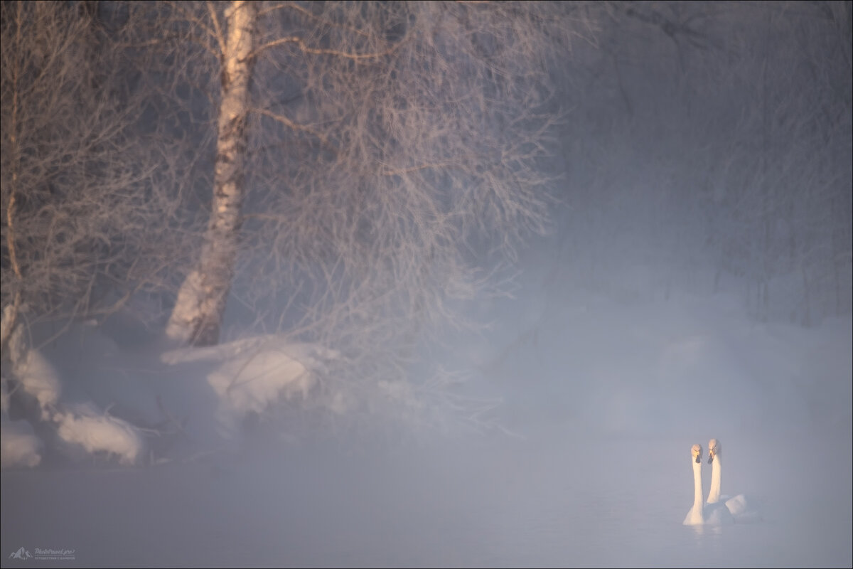 В утреннем тумане - Влад Соколовский