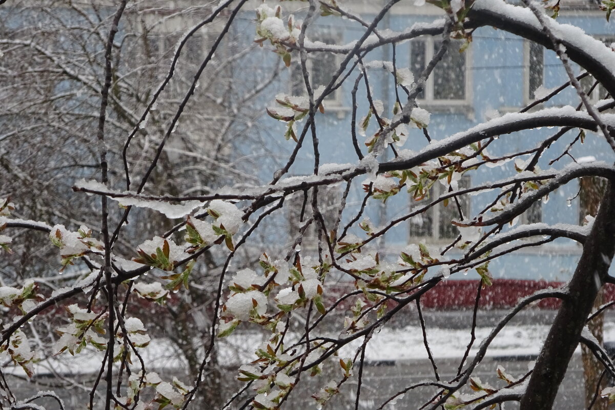 Снег в конце апреля - Татьяна 