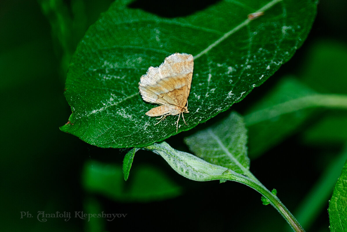 Кольчатый коконопряд. (Снято на Nikon D80 и объектив Nikon 55-300mm, f4-5.6) - Анатолий Клепешнёв