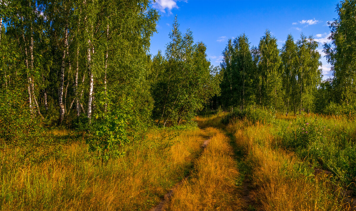 Июль прогулка по лесу... - Андрей Дворников