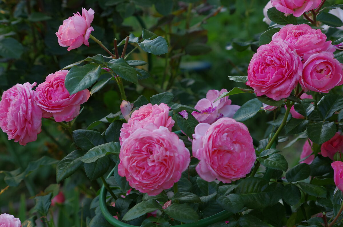 Розовые розы - * vivat.b * 