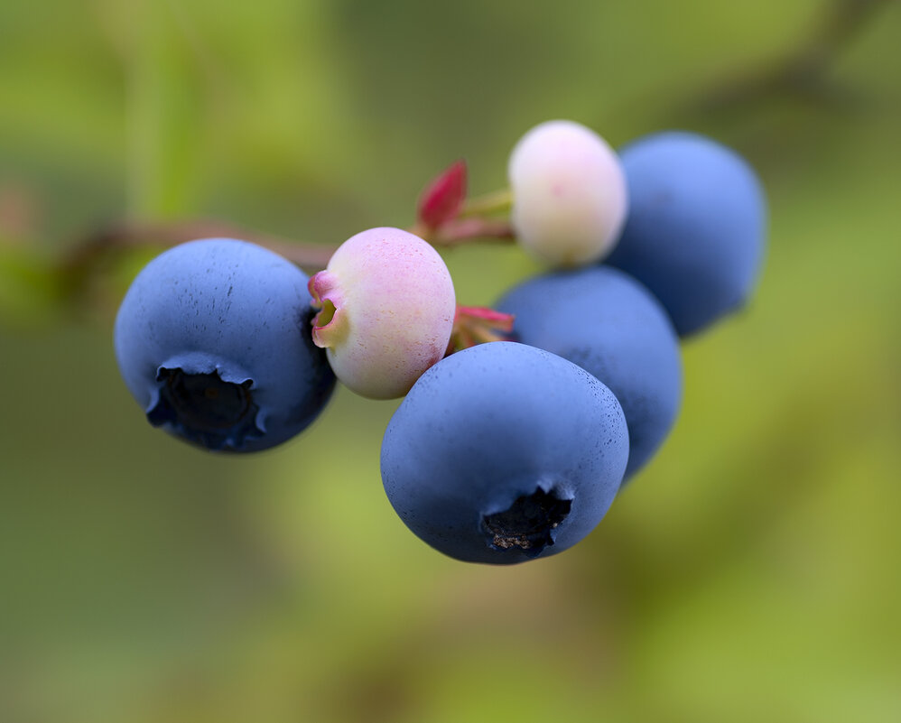 blueberry - Zinovi Seniak