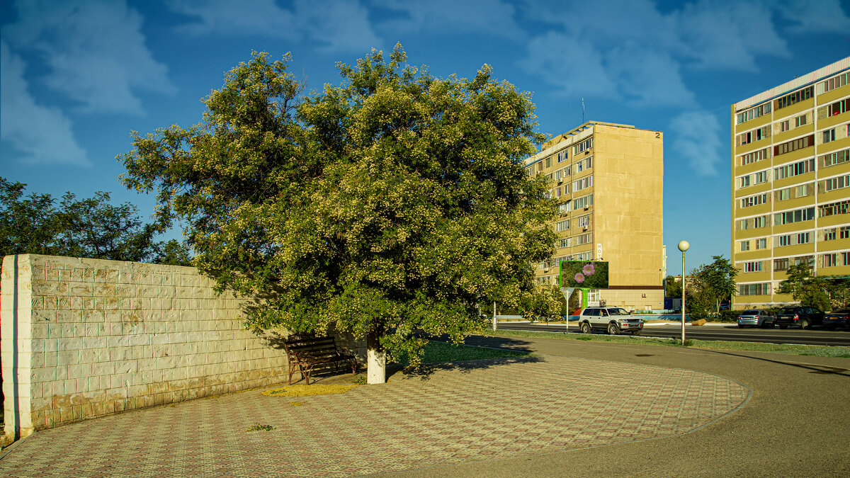 Тенистое дерево - Анатолий Чикчирный