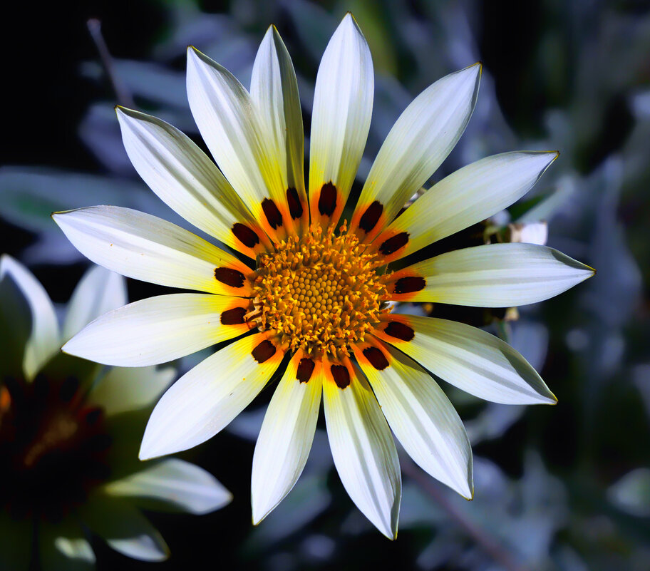 gazania - Zinovi Seniak