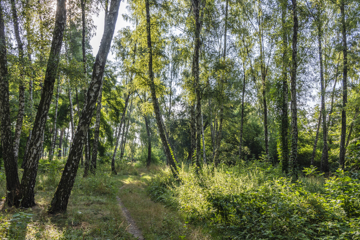 Утро в лесу - Александр Крупский