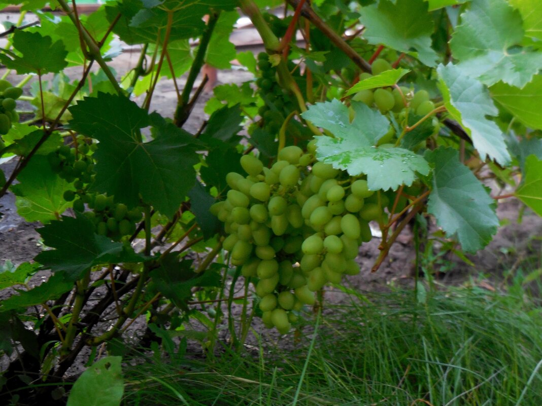 Дачный виноград - Надежда 