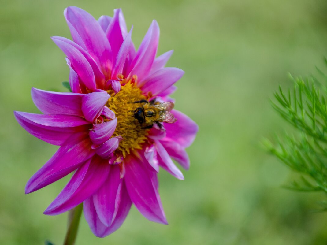 пчёлка и цветочек - Елена Кордумова