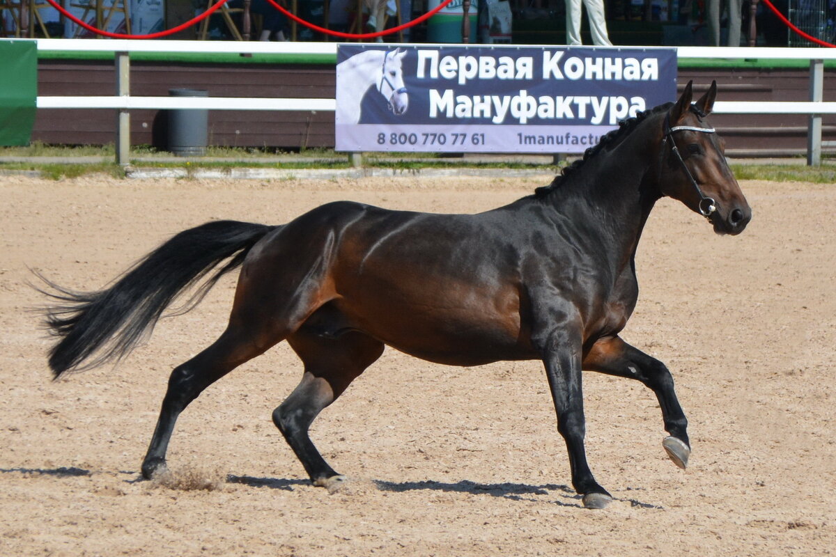 Международная конная выставка "Иппосфера" 2021 - Николай 