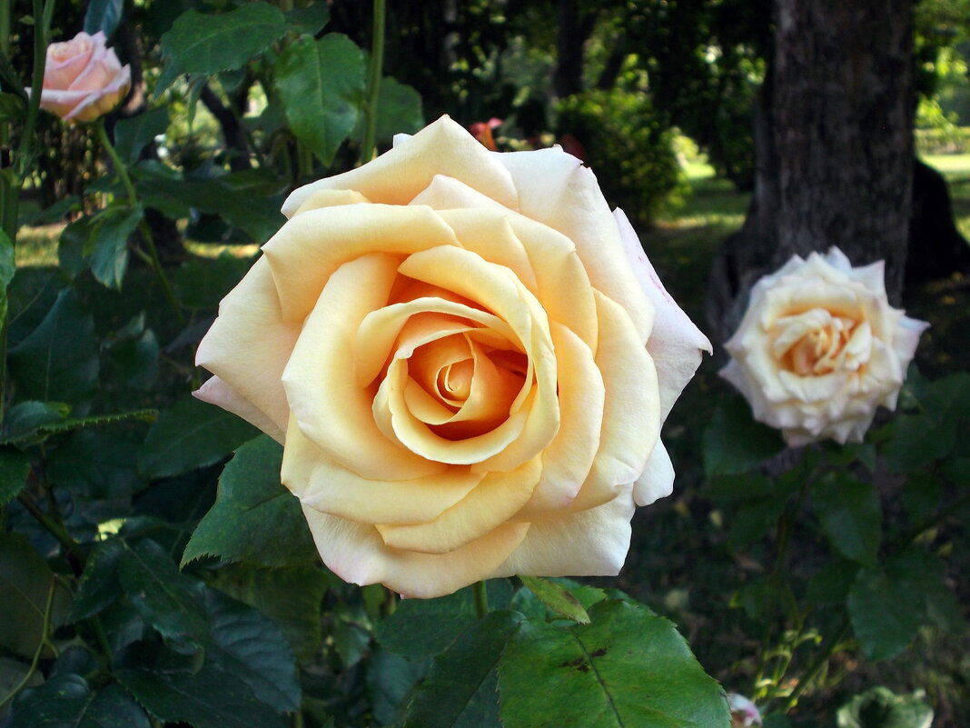 Розы жёлтые, розы чайные чайные, вы красивы необычайно... - VasiLina *