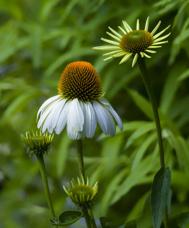 echinacea - Zinovi Seniak