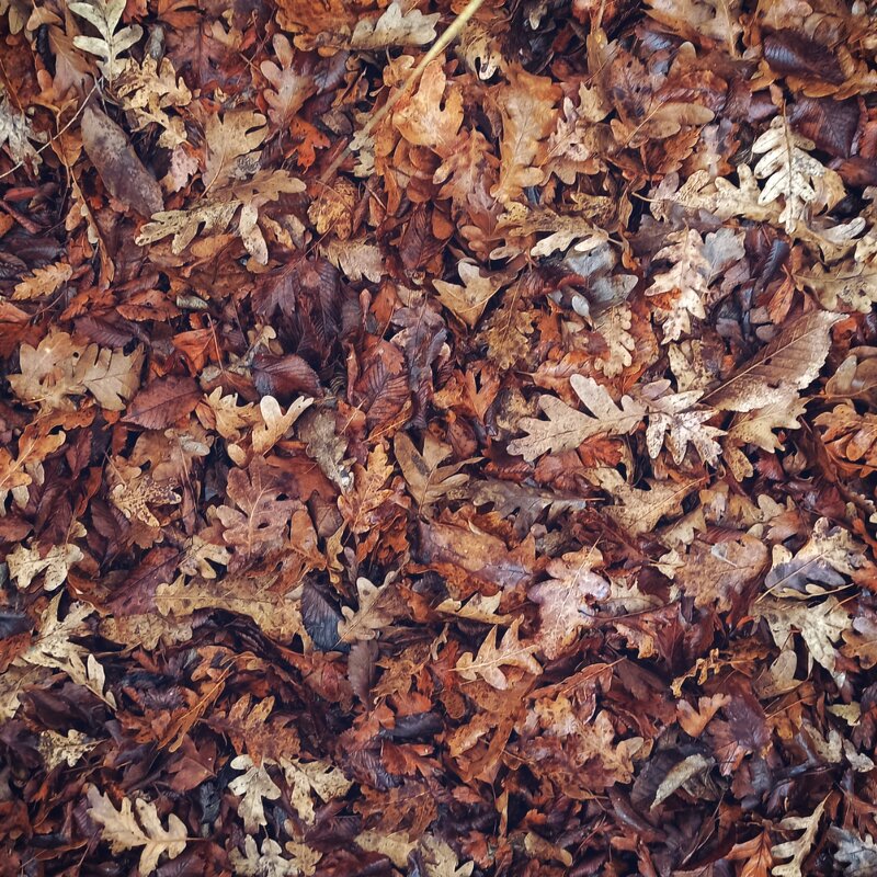 Опавшие листья - Katisha 