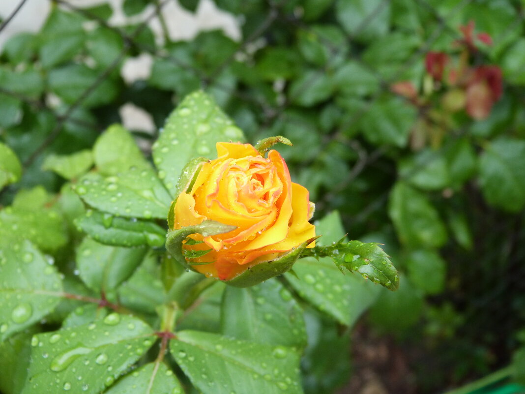 Роза после дождя - Инга Егорцева