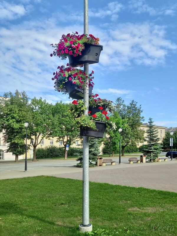 Городские цветы - veera v