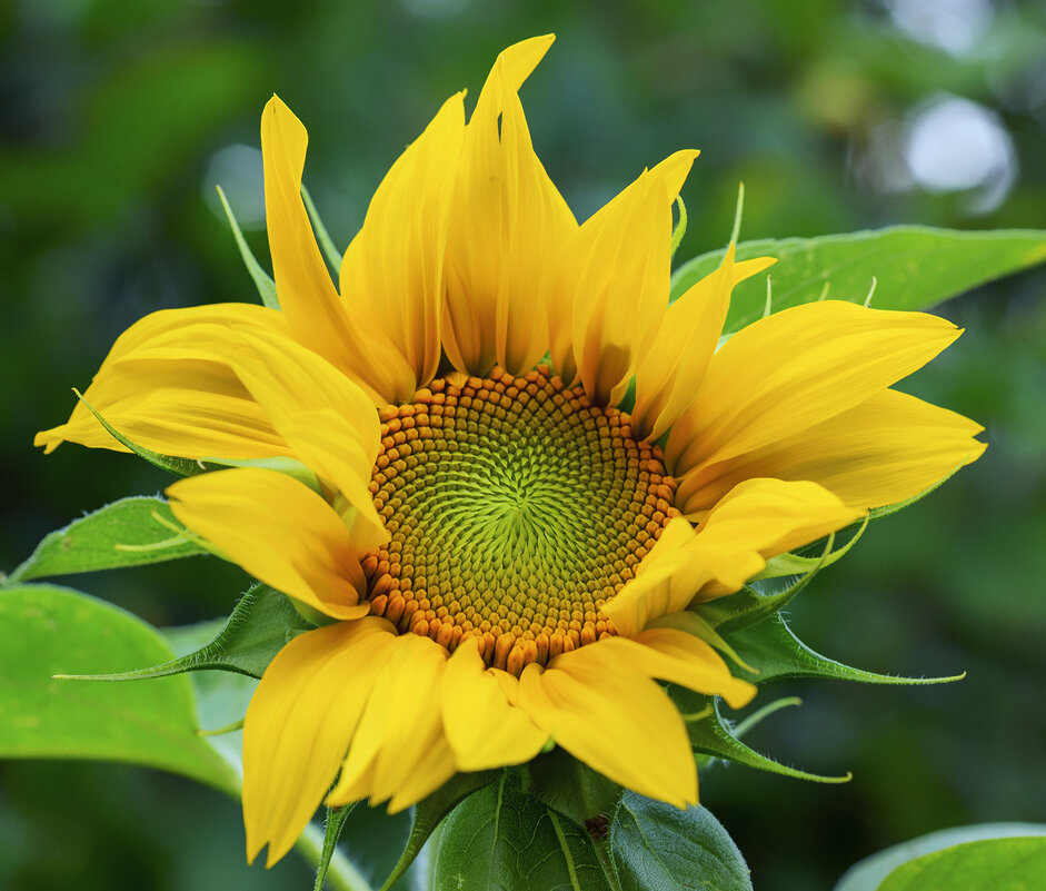 sunflower - Zinovi Seniak