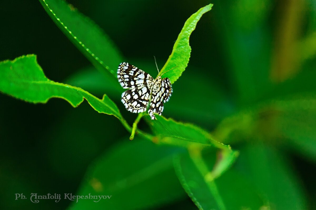 Пяденица сиреневая.  (Снято на Nikon D40  и объектив Nikon 55-300mm f4-5.6) - Анатолий Клепешнёв