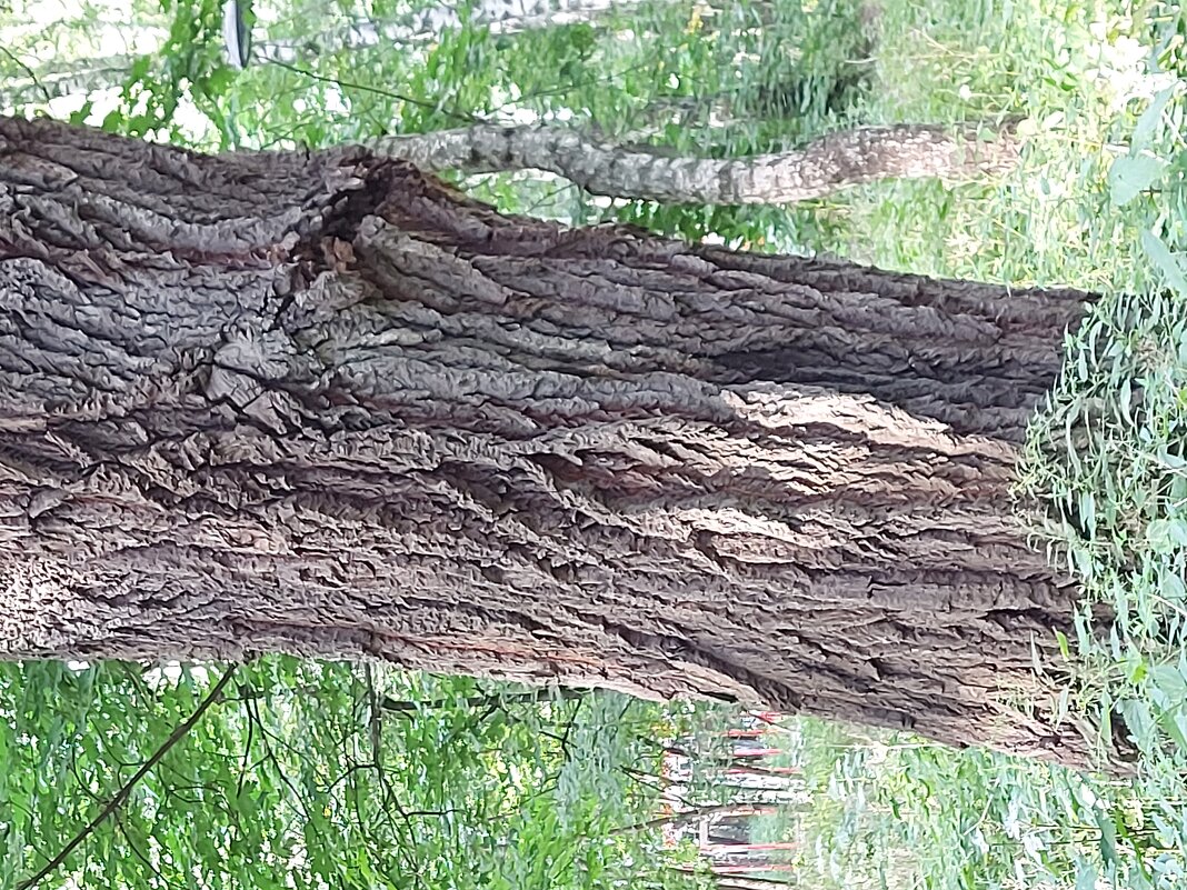 Старое дерево - Ольга Тюпаева 