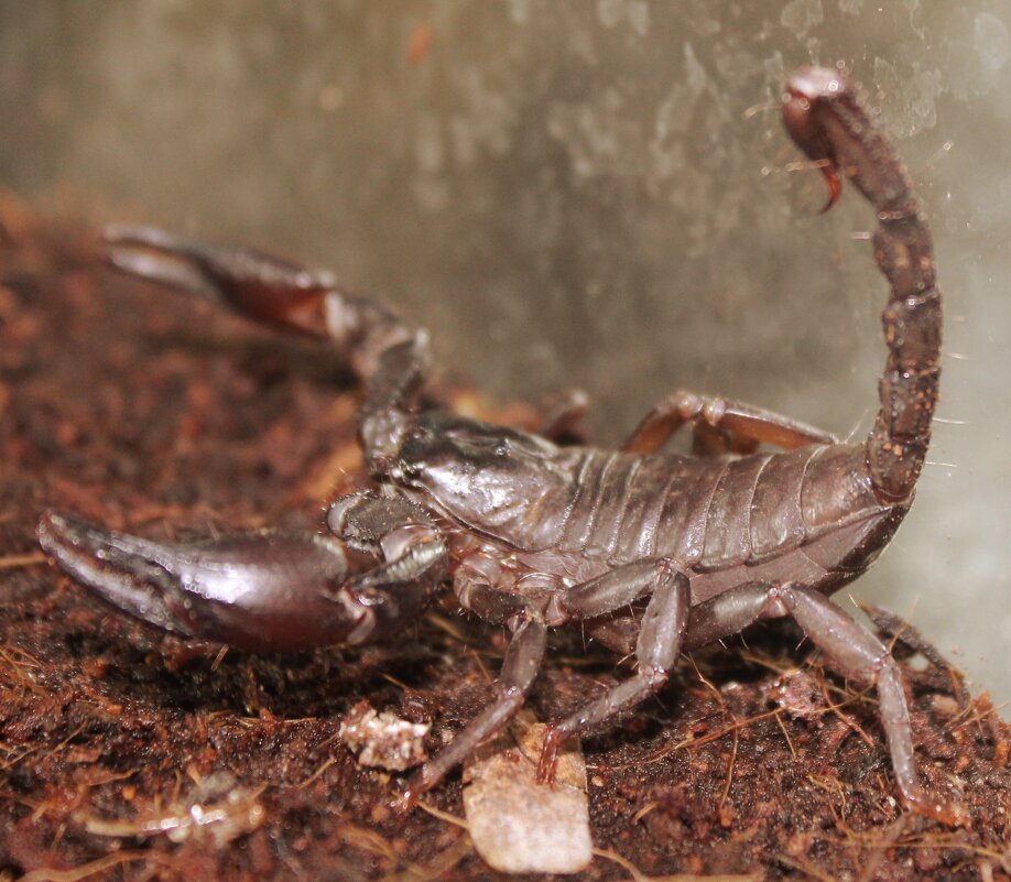 скорпион азиатский черный - ольга хакимова