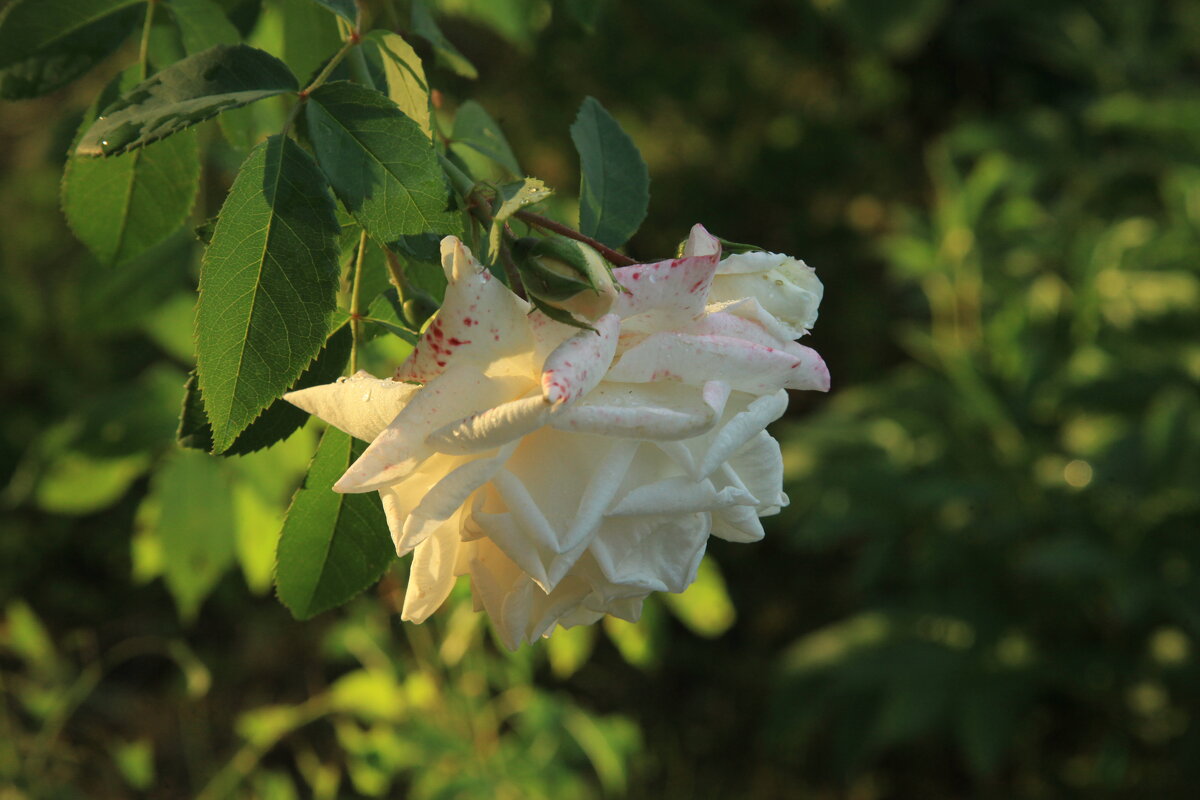 Роза  в свете заходящего солнца - Evgeny 