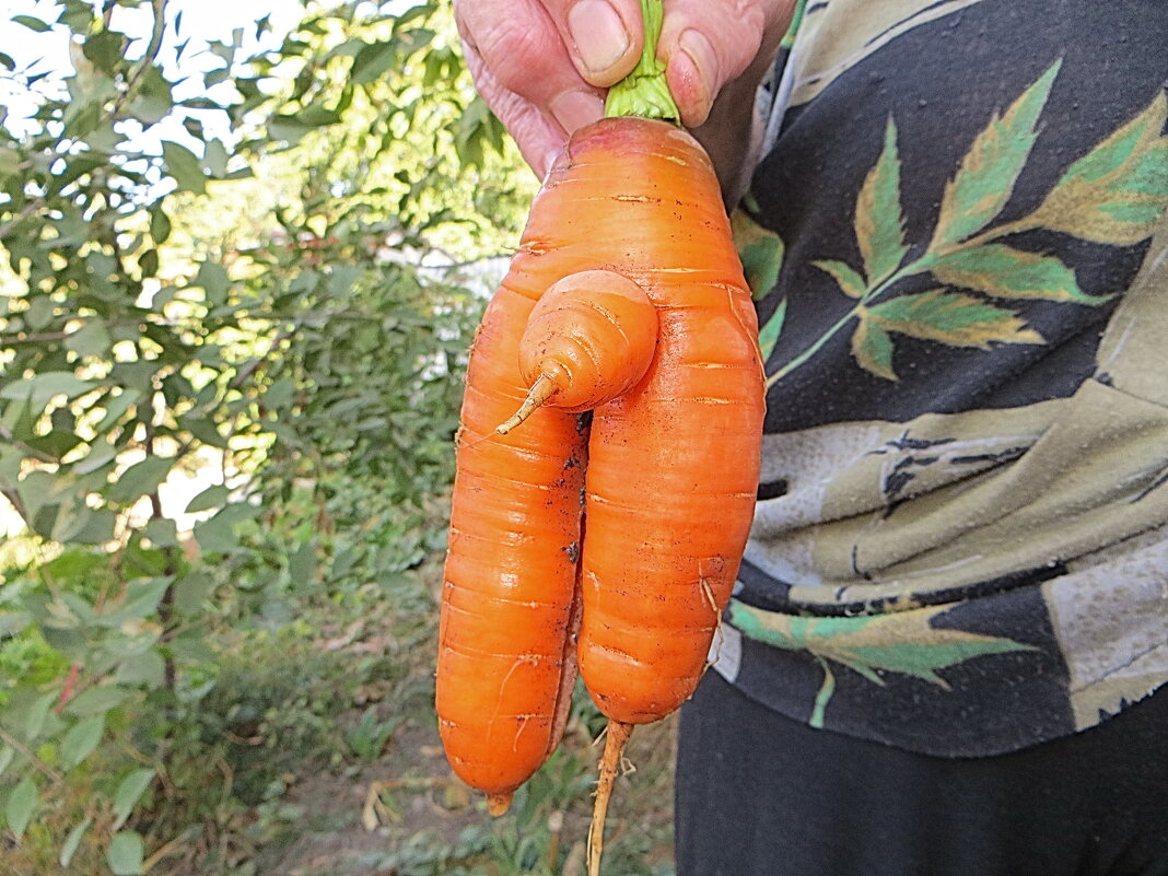 Морковь - Николай 