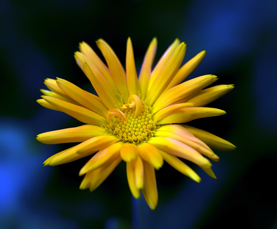 calendula - Zinovi Seniak