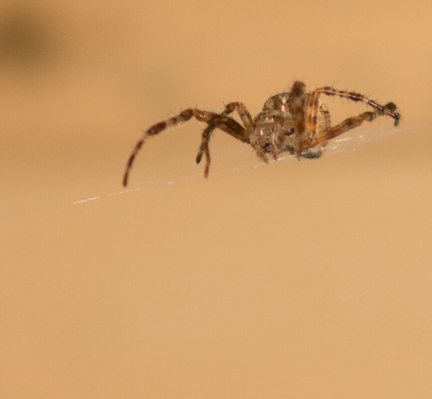 Летний паук кругопряд - Aнна Зарубина