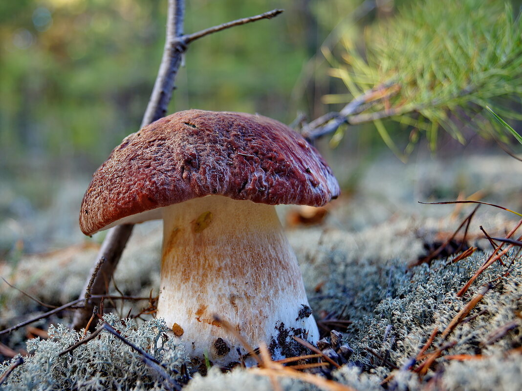 Ленточный Бор Барнаул грибы