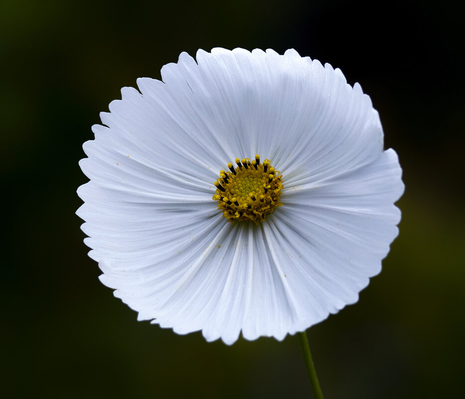 cosmos cupcakes white - Zinovi Seniak