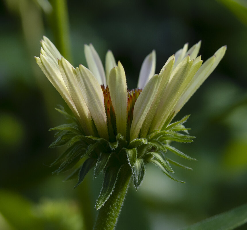 bud - Zinovi Seniak