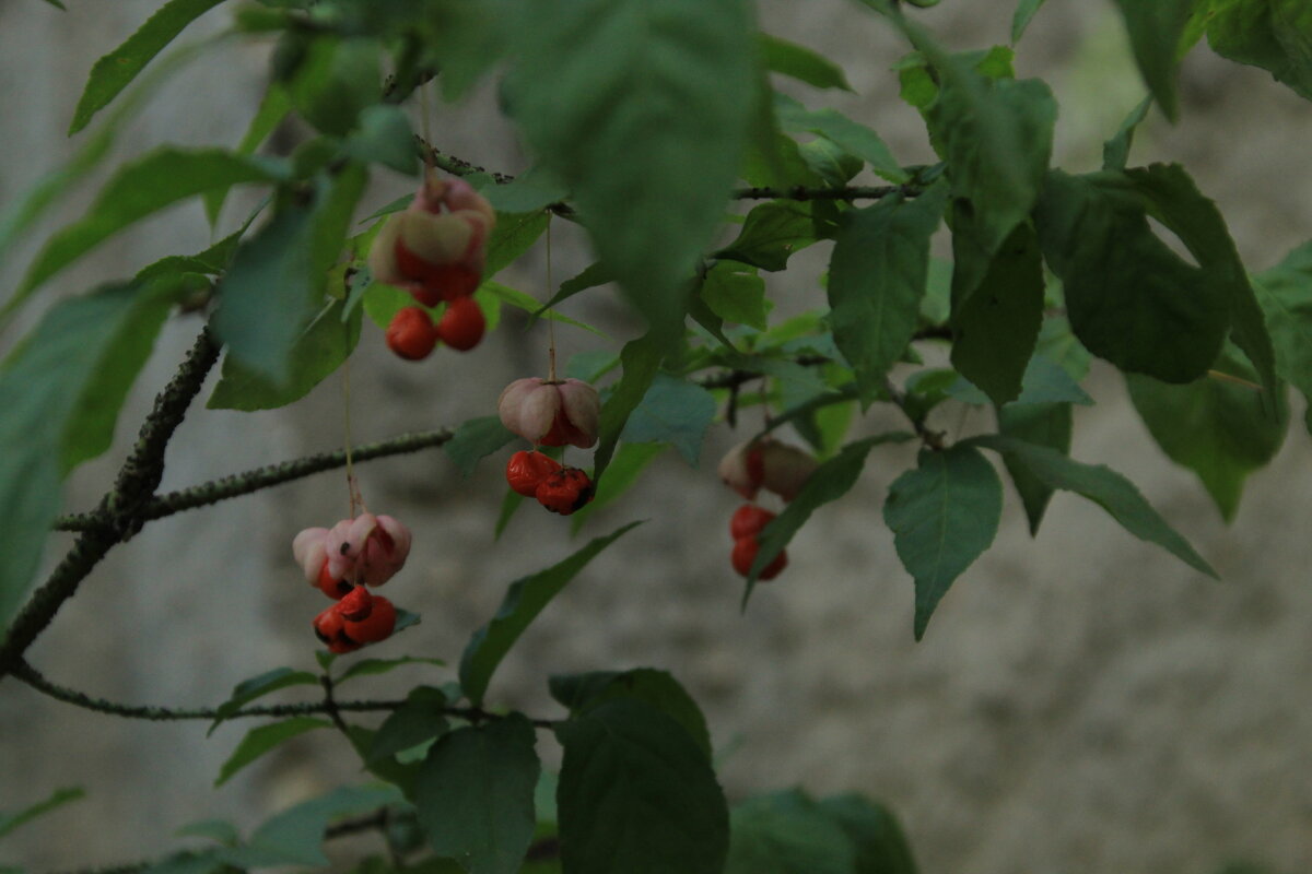 ягоды Макро - Илья 