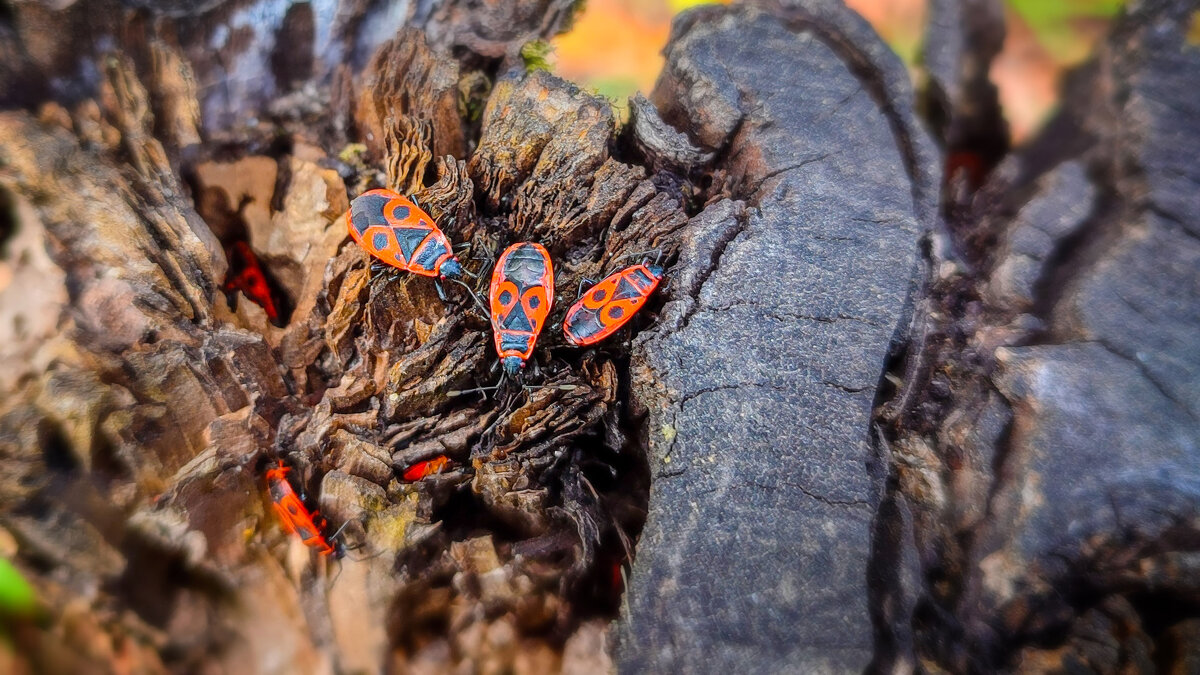 pyrrhocoris apterus (клоп-солдатик) - AZ east3