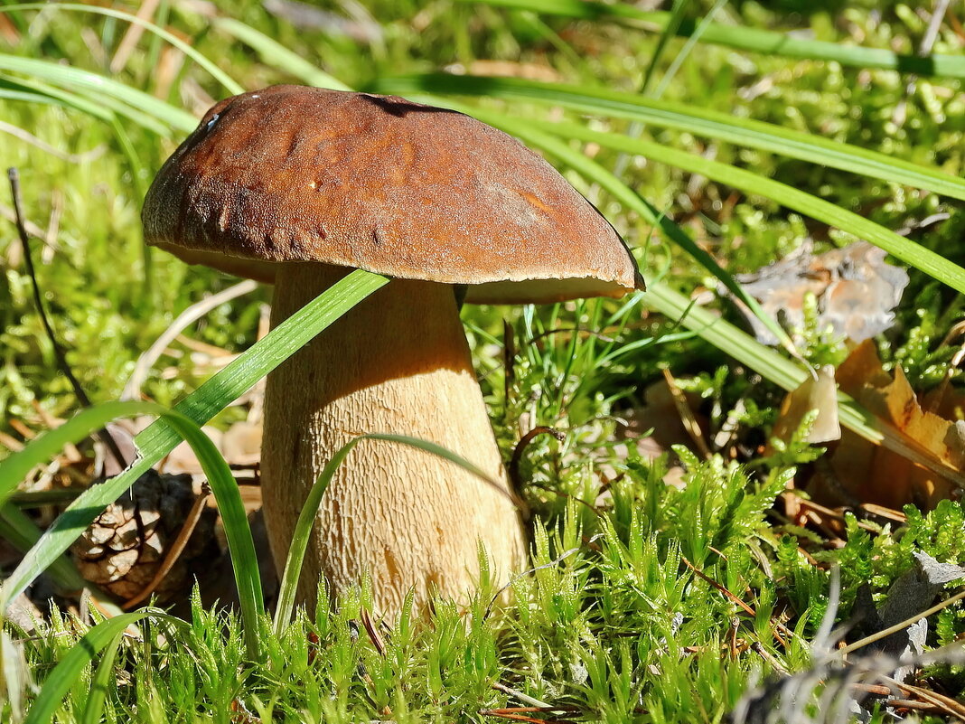 Богородский Бор грибы