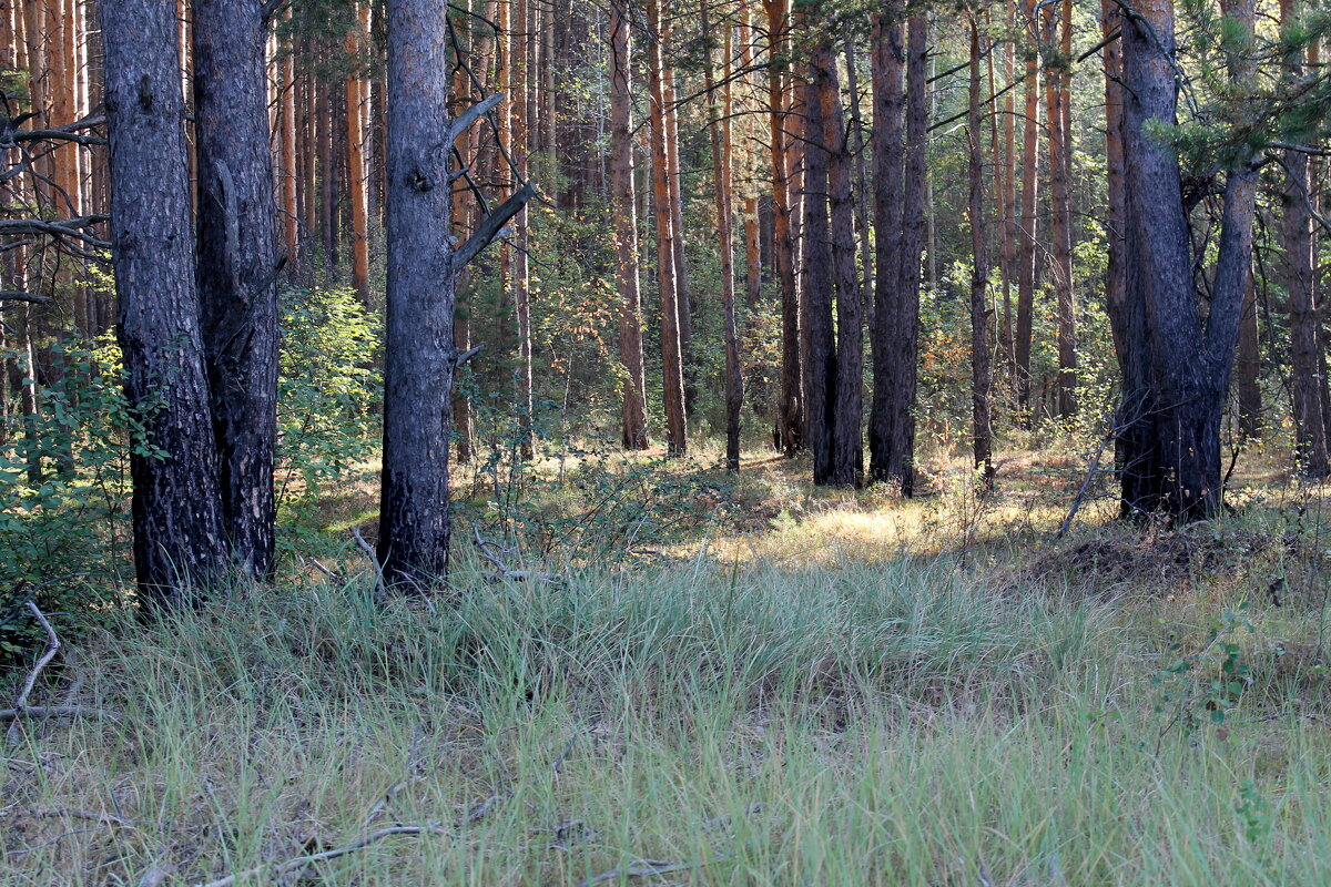 Утро в сосновом лесу - tamara kremleva