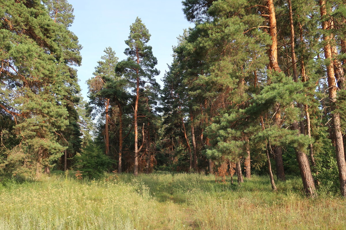 Сосновый лес рядом с санаторием Цюрупы - Gen Vel