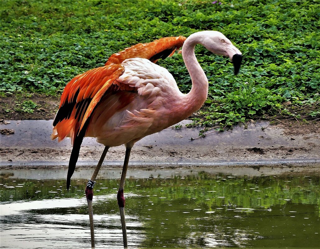 Ах, фламинго, ты-мечта, просто сказка красота - Владимир Манкер