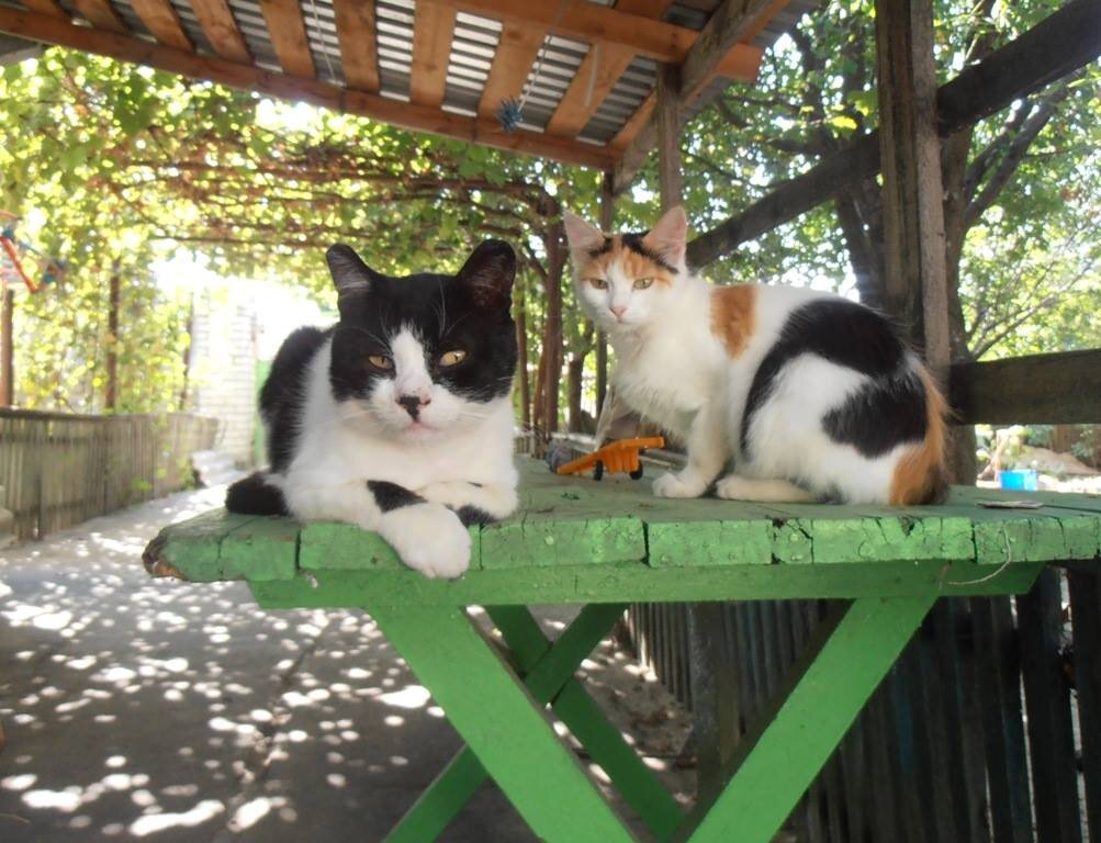 Кот Мусик со своей возлюбленной - Наталья 