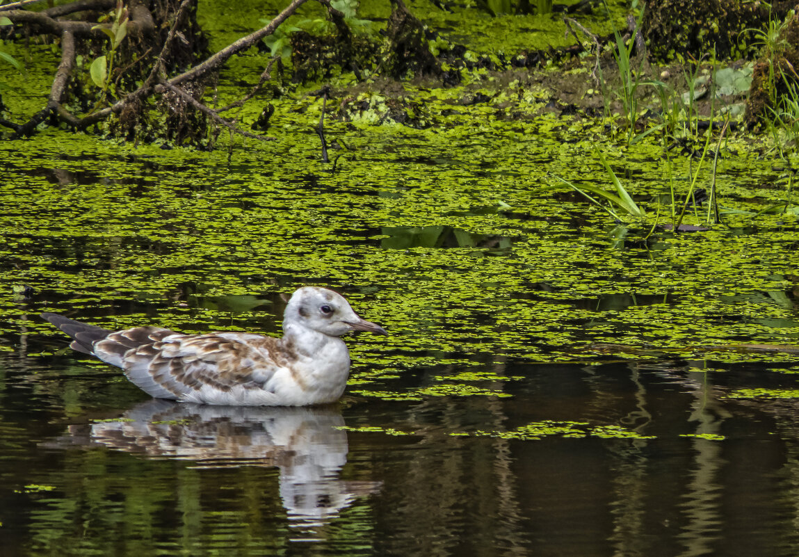 Чайка на лесном озере - Сергей Цветков